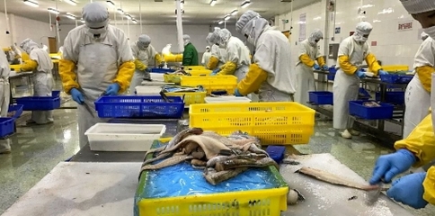 轉型浪潮下的中國海鮮加工業(yè) 未來一年或將迎來深度調整期