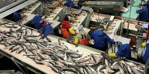 阿拉斯加海鮮加工廠疫情暴發(fā) 96名員工確診新冠肺炎，海產品加工安全引關注