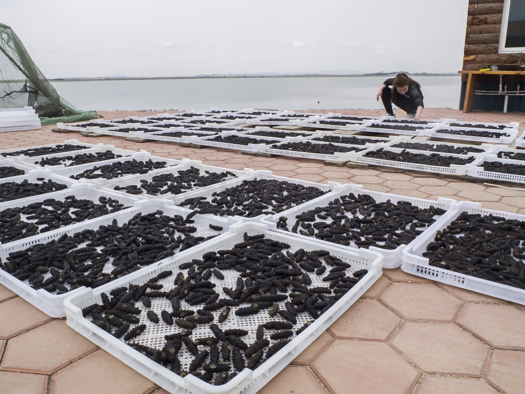 從深海到餐桌 海參養殖、加工與美食的完美融合